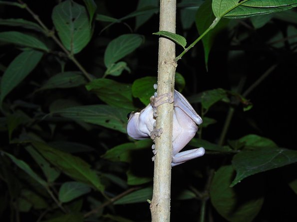 Nativos Corcovado Night Hike in DrakeBay - Tips for a Successful Hike