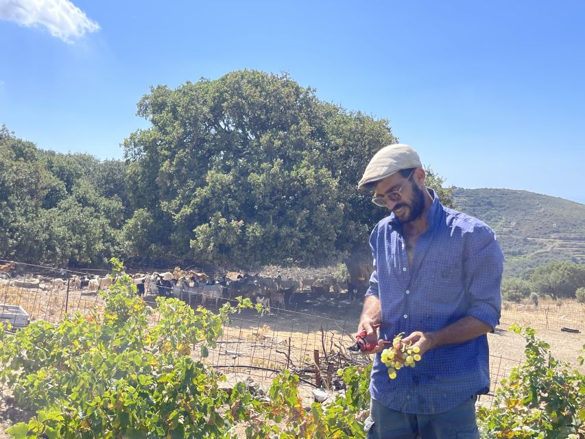 Naxos: Private Vineyard Tour & Wine Tasting With an Expert - Vineyard Insights