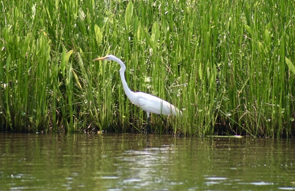 New Orleans: Swamp Tour on Covered Pontoon Boat - Cajun Culture Experience