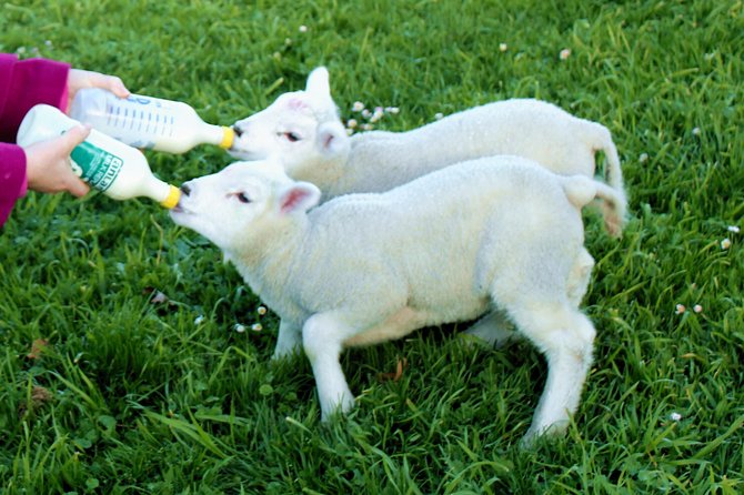 New Zealand Farm & Scenic Day Tour From Christchurch - Farm Experiences