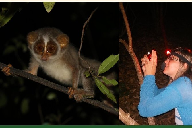 Night Hike to See Elusive & Rare Loris in Sigiriya - Preparation Tips