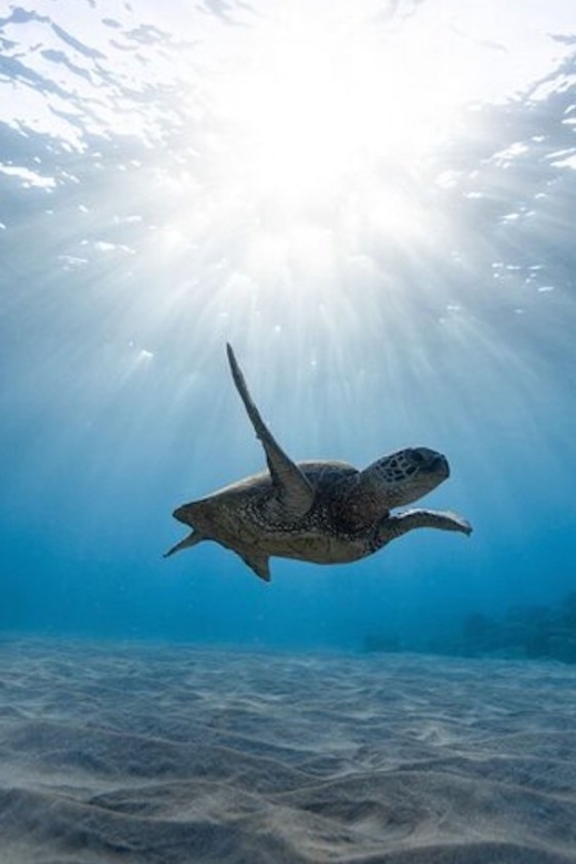 Oahu: Waikiki Turtle Snorkeling Adventure Cruise - Coastal Landscape Exploration