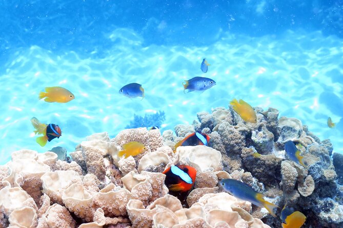 Ocean Spirit Sail to Michaelmas Cay Snorkel or Dive, From Cairns - Snorkeling and Diving Options