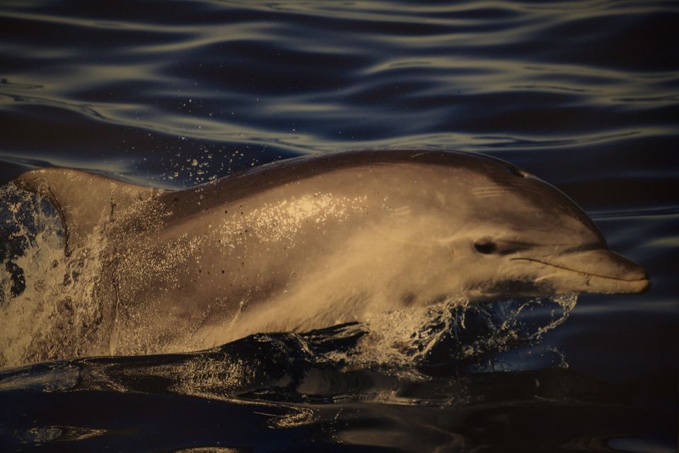 Olbia: Dolphin Watching & Snorkeling Boat Tour Near Figarolo - Inclusions and Exclusions