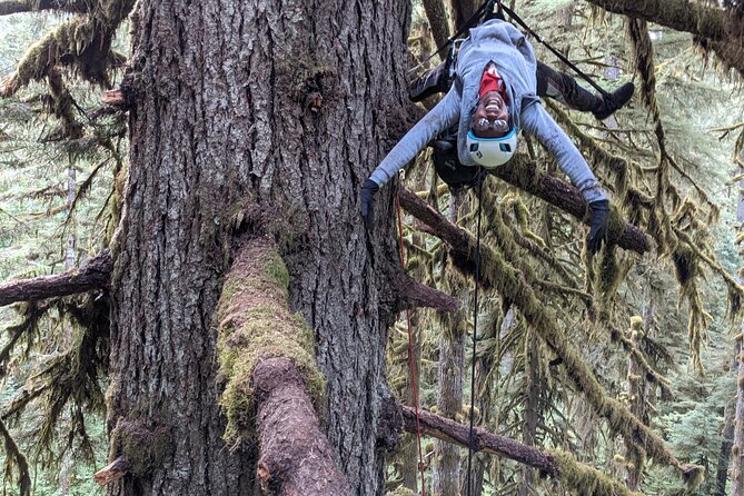 Old-Growth Tree Climbing at Silver Falls State Park - Accessibility Features and Safety Measures