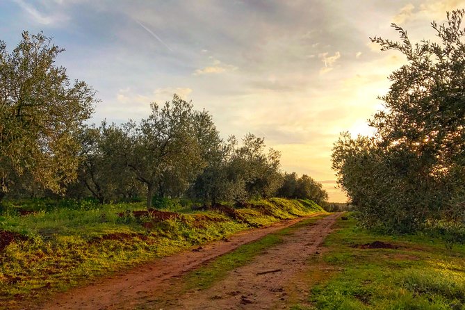 Olive Oil Farm Tour With Tasting From Seville - Tasting and Culinary Adventure
