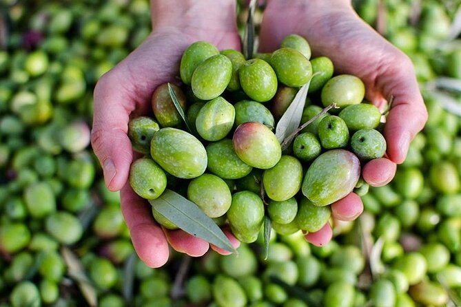 Olive Oil Tasting Breakfast & Tour in Cordoba - Tour Group Size and Accessibility