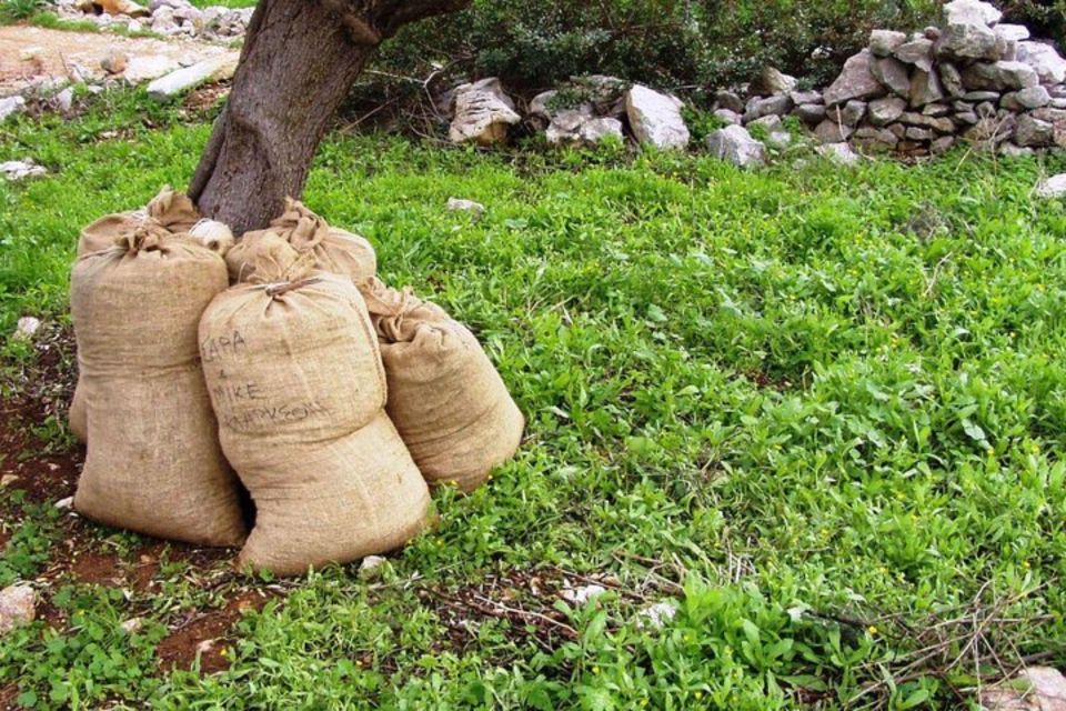 Olympia: Visit of Agricultural Farm and Free Time in Olympia - Olive Oil and Wine Tasting