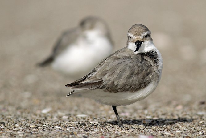 One Day Birding Adventure - Whats Included