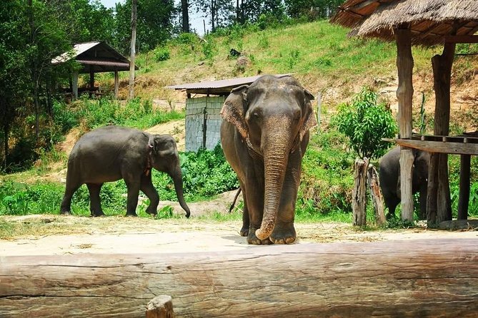 One Day Elephants in Nature Experience & Grand Canyon Jumping - Included in the Tour