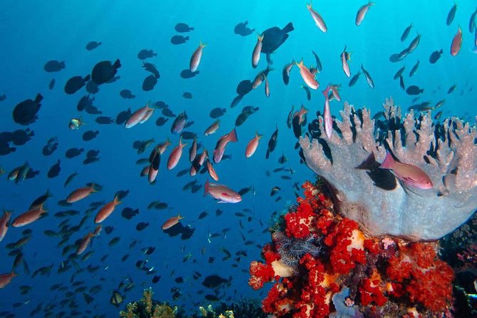 One Day Komodo Trip With Speed Boat - Confirmation and Accessibility