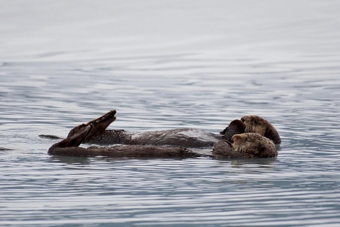 Orca Quest Cruise - Wildlife Sightings and Encounters