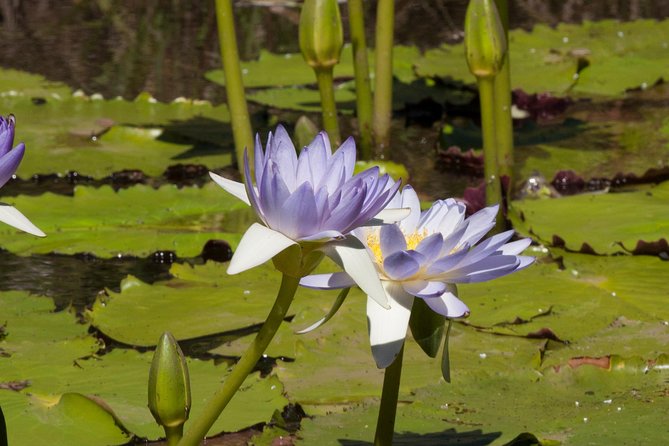 Ord River Explorer Cruise With Sunset - Inclusions for Travelers