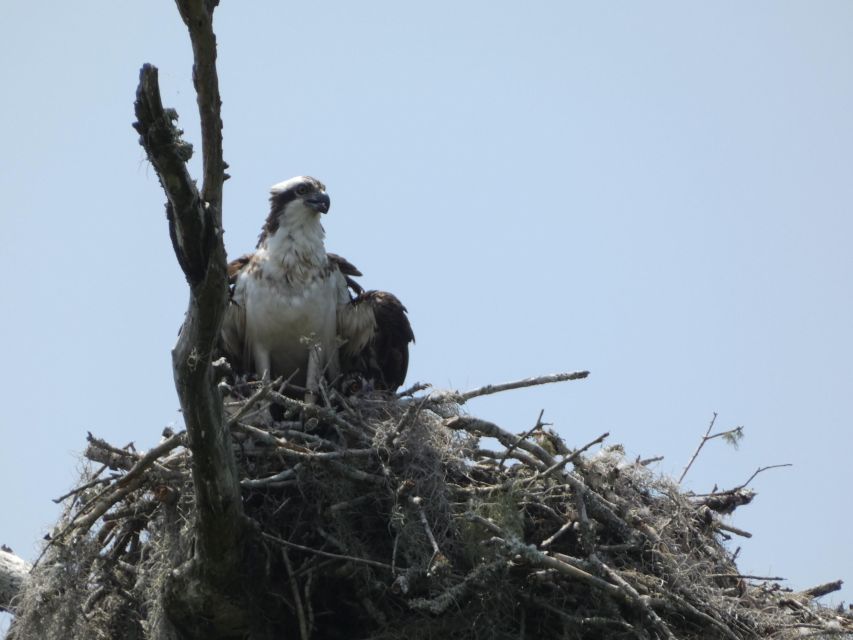 Orlando: Small Group Scenic Wekiva River Kayak Tour - Whats Included in the Tour