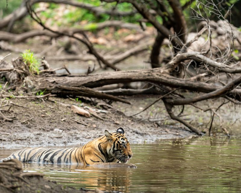 Overnight Private Tour: Jaipur - Ranthambore Tiger Safari - Day 2 Activities