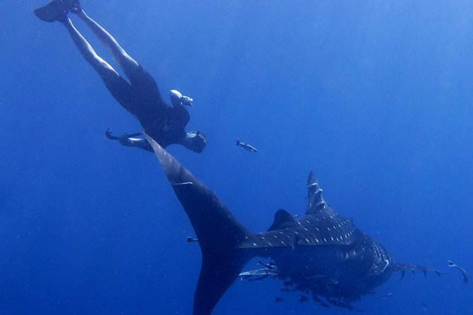 Padi Freediver, Learn How to Freedive and Get Your First License (At Koh Chang) - Accessibility Features