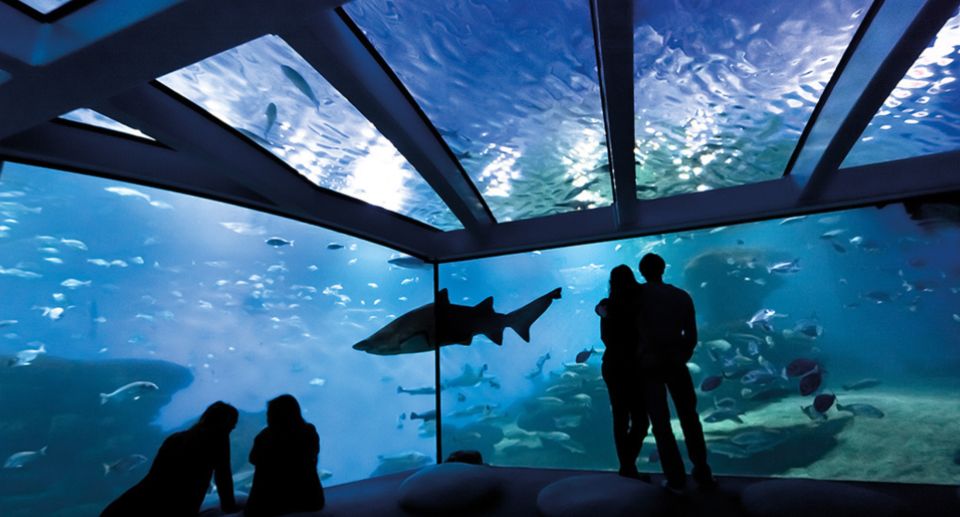 Palma De Mallorca: Shark Dive at Palma Aquarium - Inclusions and Requirements