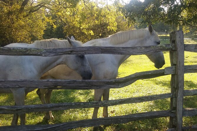 Patriots Tour of Colonial Williamsburg or Williamsburg 101 - Guide and Tour Experience