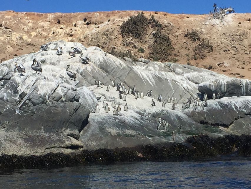 Penguins Watching Cachagua Island in Zapallar From Santiago - Transportation Details