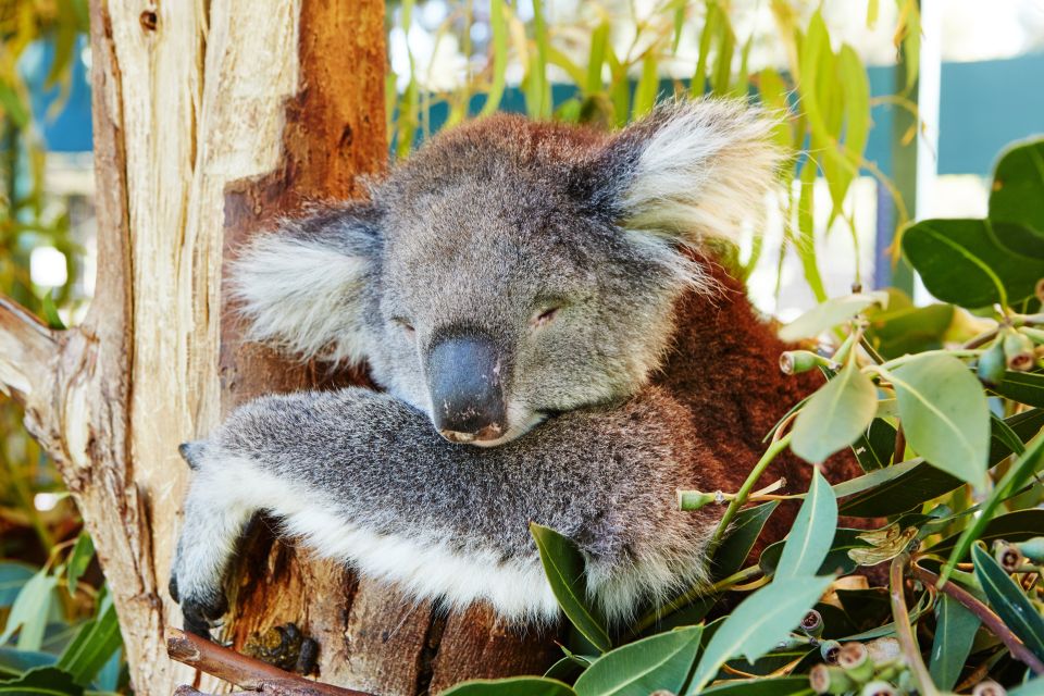 Perth: Pinnacles Desert Bush Walk Guided Tour With Lunch - Inclusions