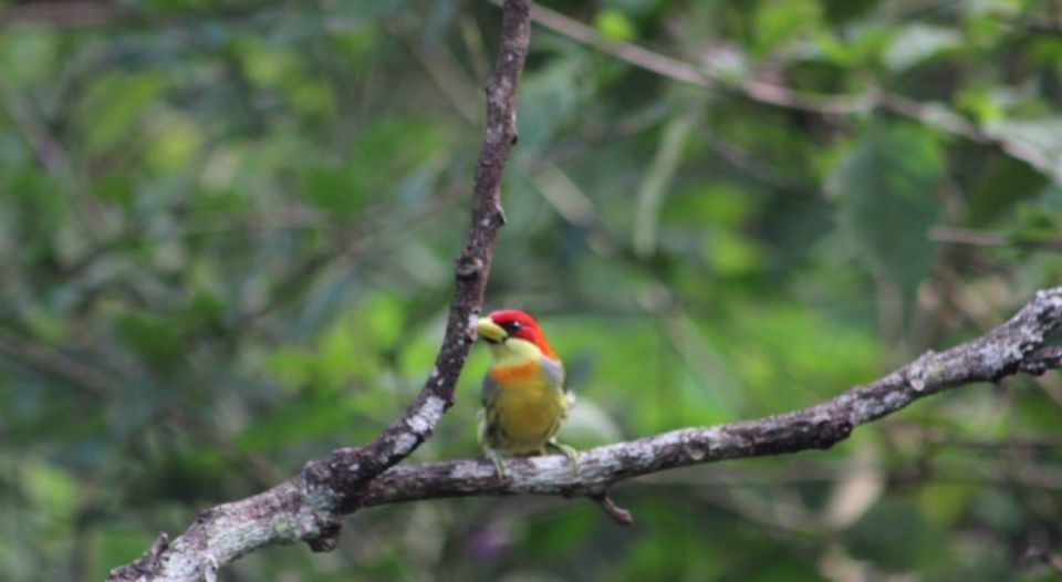 Peruvian Jungle Manu Park Four Days / Three Nights - Included in the Tour