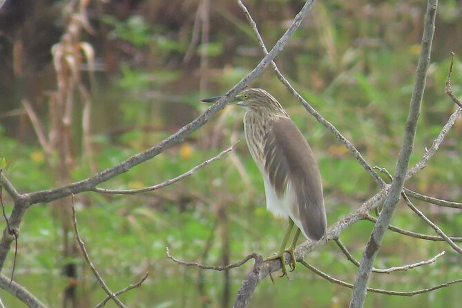 Phnom Penh Birding Experience and Brunch - Accessibility Features