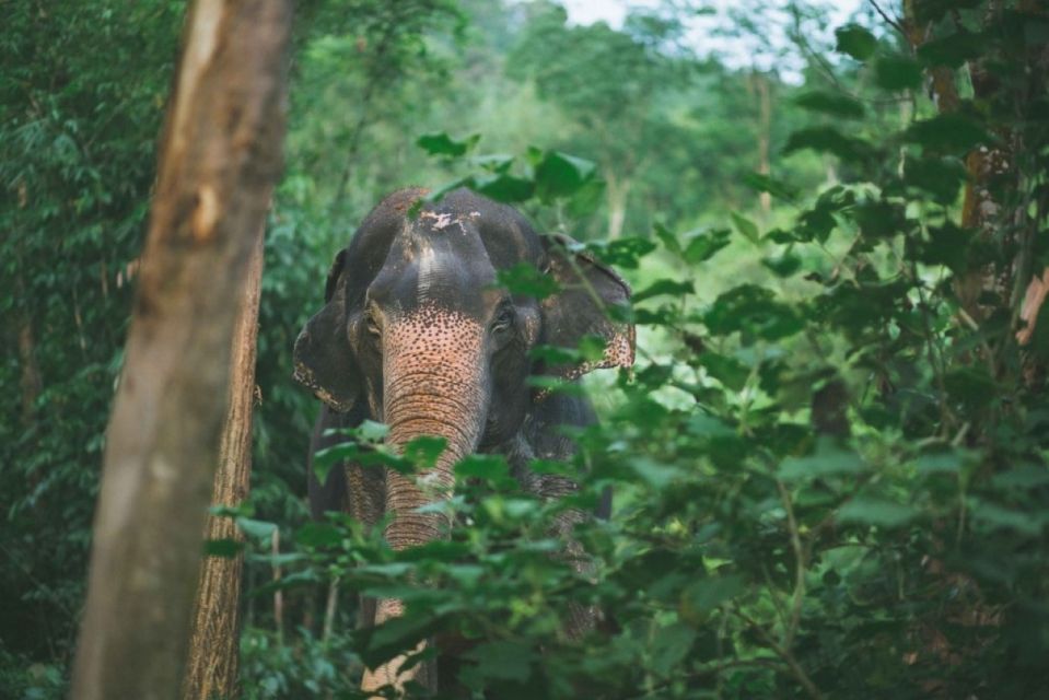 Phuket: Unique Dawn Ethical Elephant Sanctuary Experience - Traditional Thai Brunch