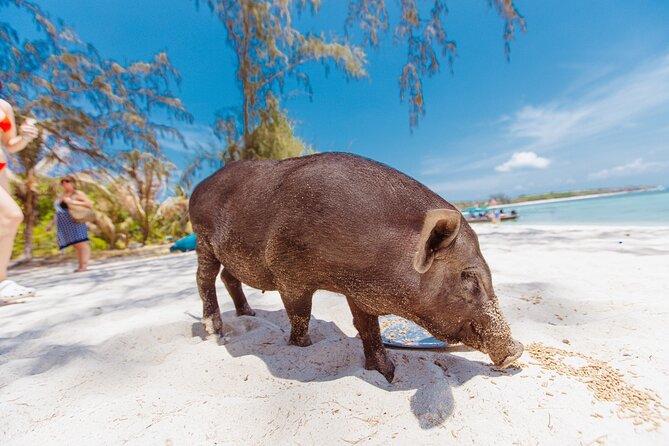 Pig Island Private Longtail Boat Trip From Koh Samui - Health and Accessibility Guidelines