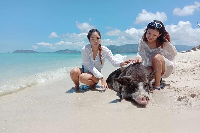 Pig Island Snorkeling & Sightseeing Tour By Speedboat From Koh Samui - Customer Feedback Overview