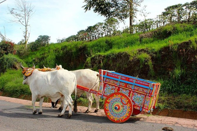 Poas Volcano + Coffee Plantations & La Paz Waterfall Gardens Trip From San Jose - Reviews and Feedback