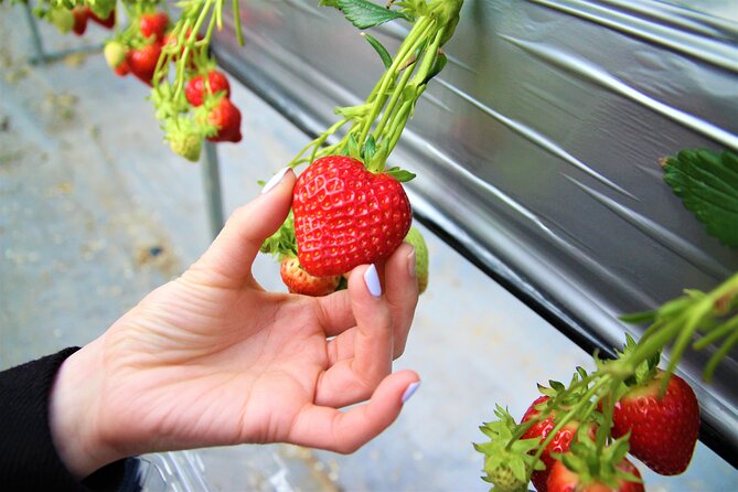 Pocheon Seasonal Fruit Picking & Exploration Day Tour (EG Tour) - Booking Process