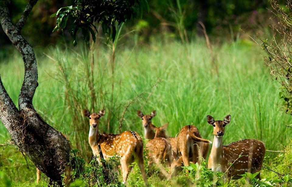 Pokhara: 1 Night 2 Day Chitwan Safari Tour - Day 1 Activities