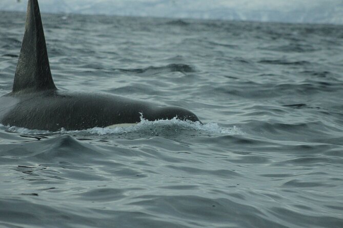 Polar Whale Safari From Tromsø - What to Expect on the Tour