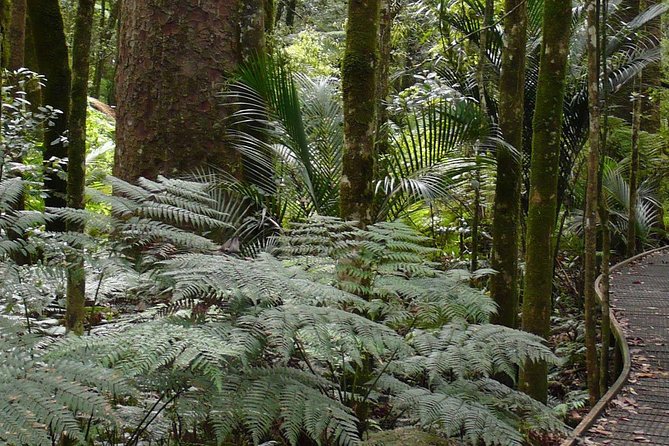 *Popular Cruise Ship Tour* Bay of Islands and Glow Worm Caves Shore Excursion - Customer Feedback