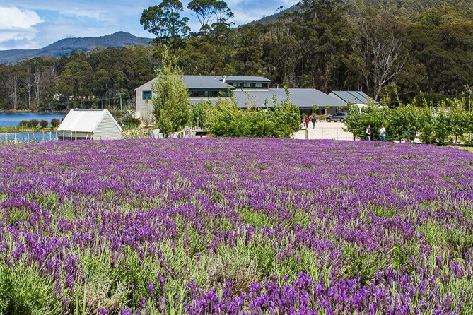 Port Arthur Shuttle and Tasman Sights Tour - Traveler Experiences and Reviews