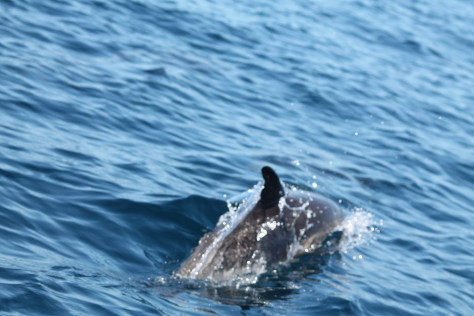 Portimão: 2-Hour Dolphin Watching Boat Tour - Meeting Point