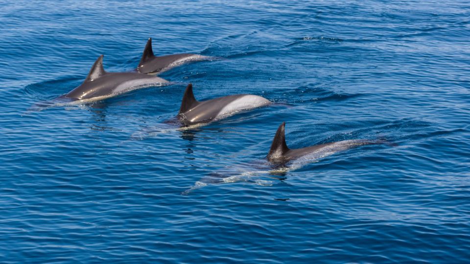 Portimão: Dolphin Watching Tour With Marine Biologist - Customer Reviews