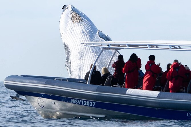 Premier Whale Watching Byron Bay - Safety and Accessibility