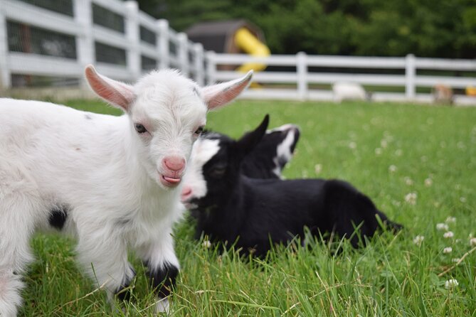 Premium Amish Country Tour Including Amish Farm and House - Additional Tour Information