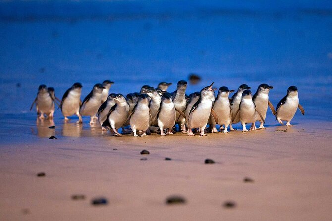 Premium Phillip Island Penguin Parade Tour With Koala Conservation Reserve - Essential Packing Tips