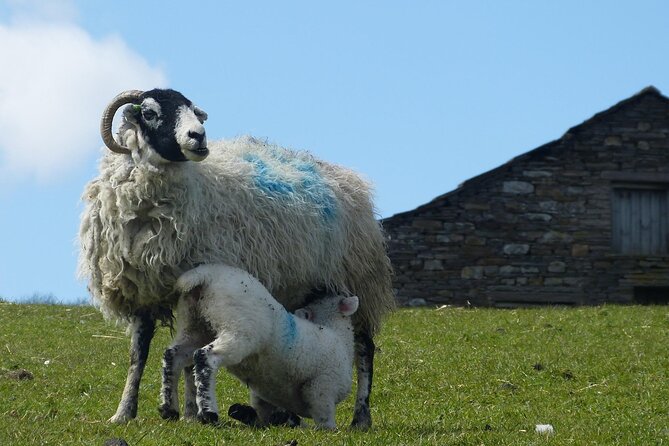 Private All Creatures Great and Small Yorkshire Dales Tour From York - Customer Feedback