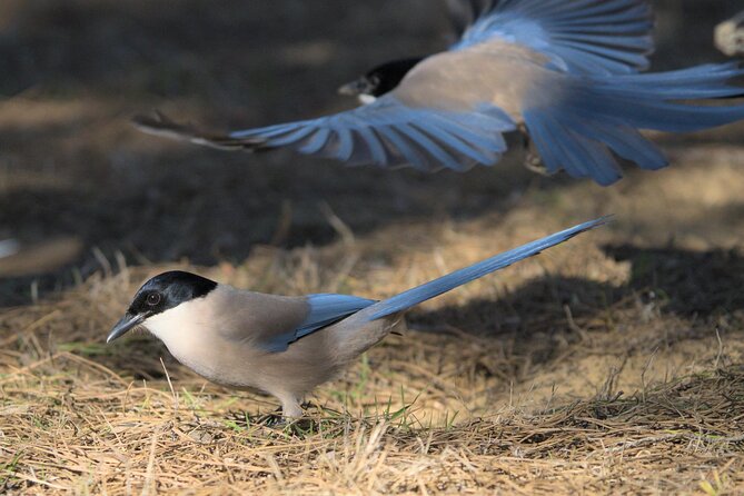 Private Birding & Photography Day Trip to Doñana - Traveler Experiences and Feedback
