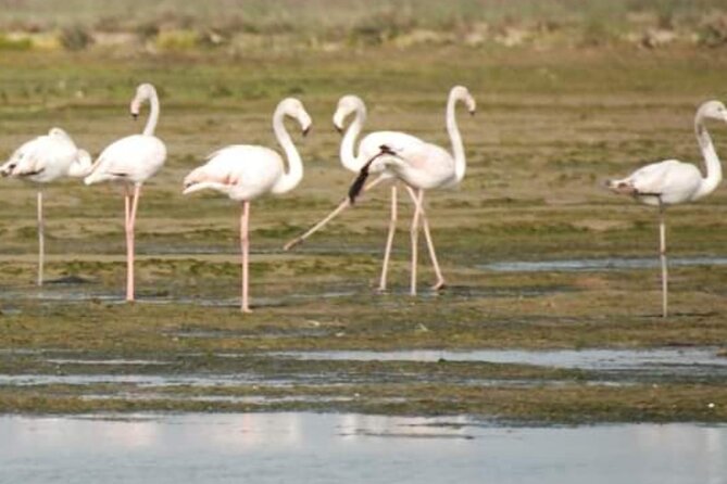 Private Boat Tour to Murano, Burano, Torcello - Accessibility and Requirements