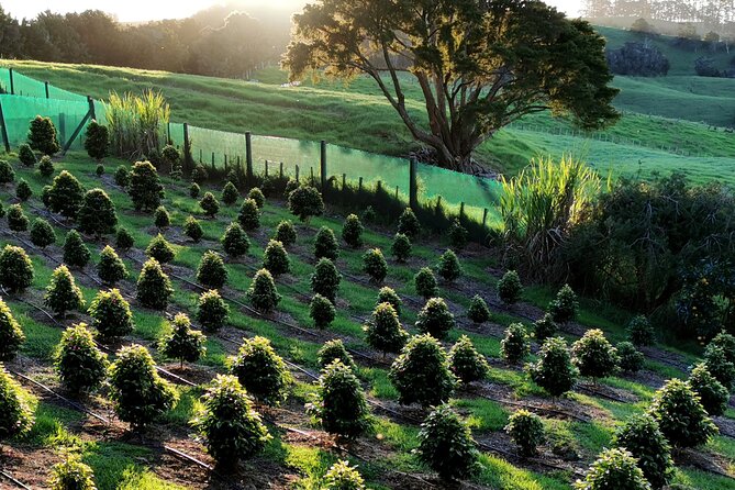 Private Coffee Farm Tour in Doubtless Bay - Accessibility Features