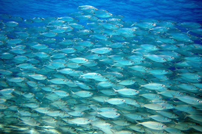 Private Customized South Island Tour and Snorkel Combo - Customer Feedback and Experiences