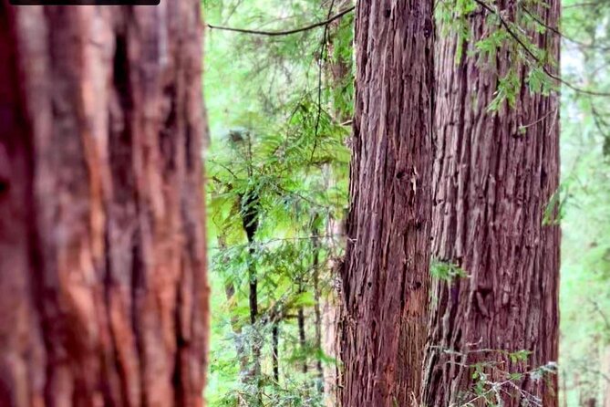 Private Day Trip To Te Puia Rotorua - Booking Information