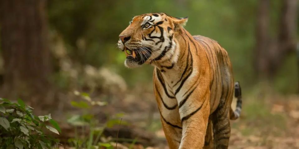 Private Day Trip With Tiger Safari From Jaipur All Included - Important Travel Information