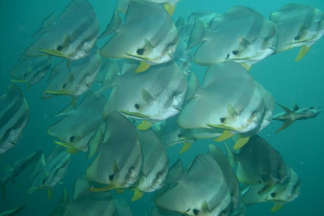 Private Diving on Shared Trip at Racha Noi and Racha Yai From Phuket Incl. Lunch - Customer Feedback and Experiences