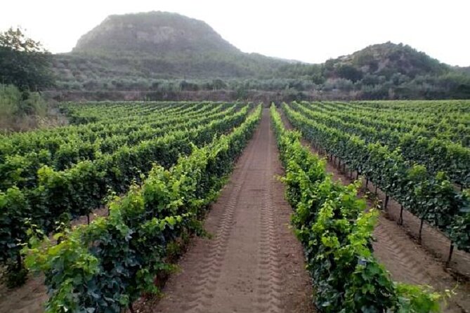 Private Excursion to Ancient Olympia - Bee Farm & Winery - Meeting and Pickup Options