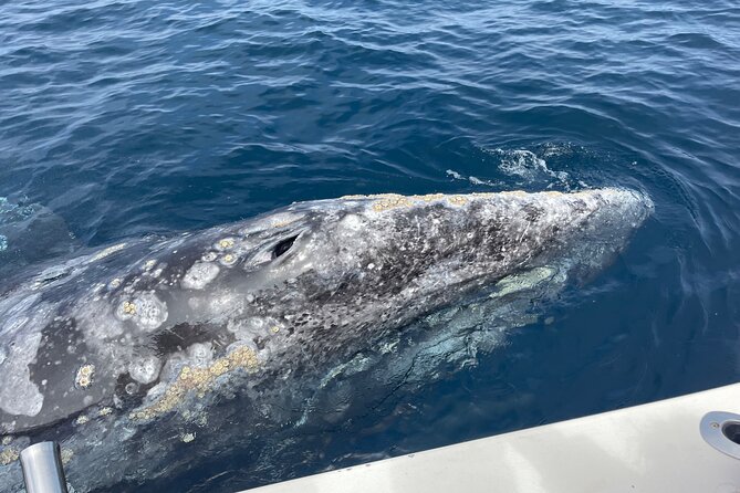 Private Family Whale & Dolphin Adventure in San Diego - Pricing Structure and Policies